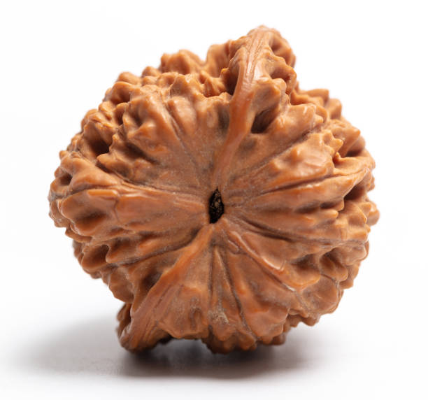 7 Mukhi Rudraksha Benefits for Wealth Growth Naturally 7 mukhi rudraksha benefits
